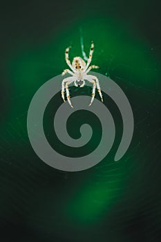 European garden spider cross spider, Araneus diadematus sitting in a spider web, Close up macro shot