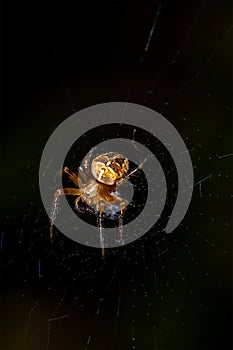 European garden spider cross spider, Araneus diadematus on a web on a dark background.