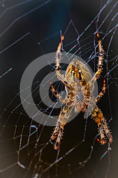 European garden spider, diadem orangie, cross spider