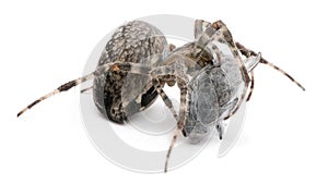 European garden spider, diadem spider, cross spider, or cross orbweaver, Araneus diadematus