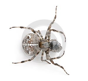 European garden spider, diadem spider, cross spider, or cross orbweaver, Araneus diadematus