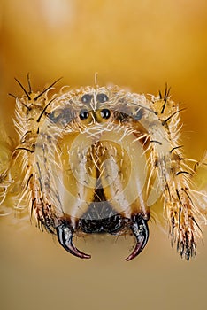 European Garden Spider, Diadem Spider, Cross Spider, Crowned Orb Weaver, Araneus diadematus