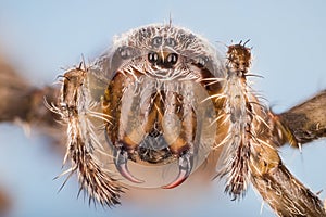 European Garden Spider, Diadem Spider, Cross Spider, Crowned Orb Weaver, Araneus diadematus