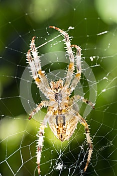 European garden spider