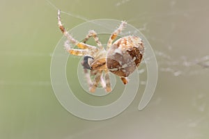 European garden spider in its web