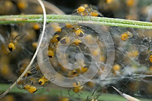 European garden spider juveniles, Araneus diadematus in web