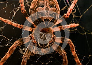 European garden spider macro