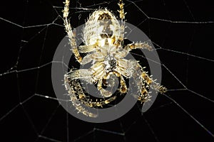 European Garden Spider on the net , Araneus Diadematus
