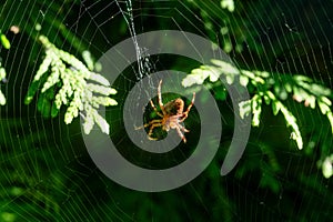 European Garden Spider with visible spinneret glands