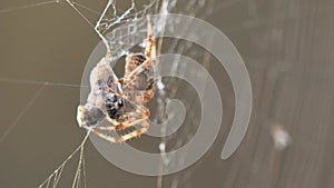 European garden spider with wasps in the web (Araneus diadematus).