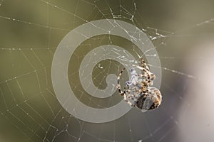 European garden spider webbing a wasp
