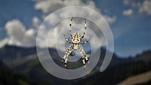 European Gardenspider