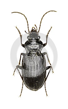 European Gazelle Beetle on white Background - Nebria brevicoll