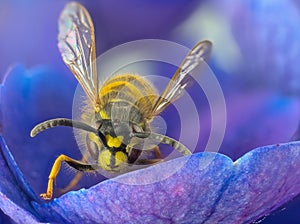 European - german wasp  Vespula germanica  single on blue flower