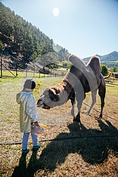 European girl feeding camel in Altay farm