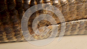 European glass lizard isolated on a white background. Not snake. Legless lizard.