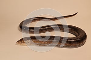 European glass lizard isolated on a white background. Not snake. Legless lizard.