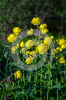 European globe-flower (lat. TrÃ³llius)