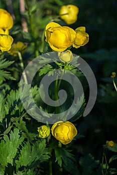 European globe-flower (lat. TrÃ³llius)