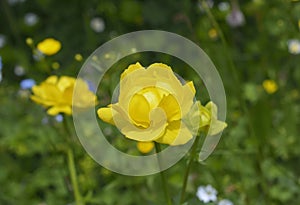 European globe flower (Trollius europaeus)