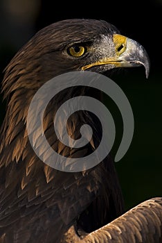European Golden Eagle