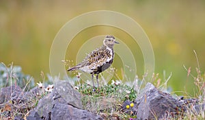 European golden plover Pluvialis apricaria