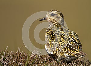 European Golden plover (Pluvialis apricaria)