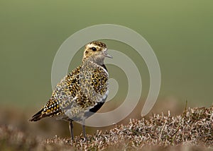 European Golden plover (Pluvialis apricaria) photo