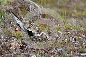 European golden plover (Pluvialis apricaria),  Iceland