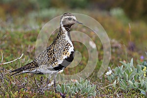 European golden plover (Pluvialis apricaria),  Iceland