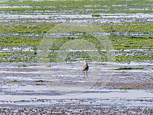 European golden plover, Pluvialis apricaria, on wetland at low tide of Waddensea, Netherlands photo