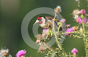 European goldfinch