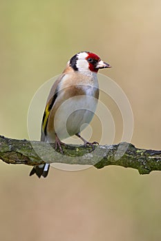 European Goldfinch