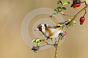 European Goldfinch photo