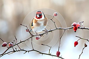 European Goldfinch.