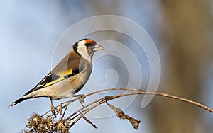 European goldfinch