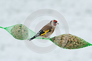 European goldfinch