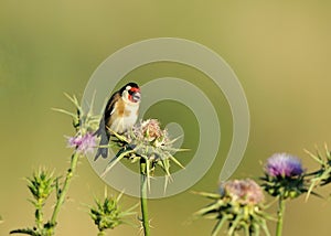 European Goldfinch