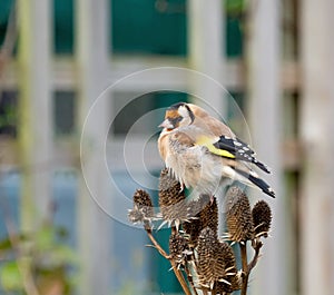European Goldfinch Adult on Seedhead