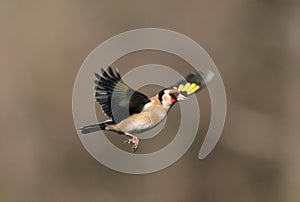 European Goldfinch bird Carduelis carduelis