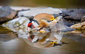 European goldfinch bird drinking