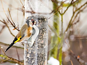European goldfinch at a bird feeder