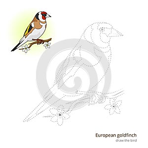 European goldfinch bird learn to draw vector