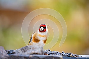 European goldfinch bird looking in camera