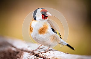 European goldfinch bird on a twig