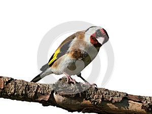 European goldfinch on a branch