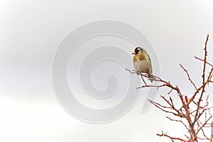 The European goldfinch or cardelina is a passerine bird belonging to the finch family.