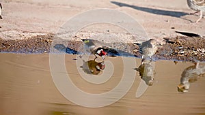 European goldfinch or cardinal perched in a pond reflected in the water.