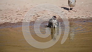 European goldfinch or cardinal perched in a pond reflected in the water.