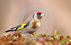 European goldfinch Carduelis carduelis